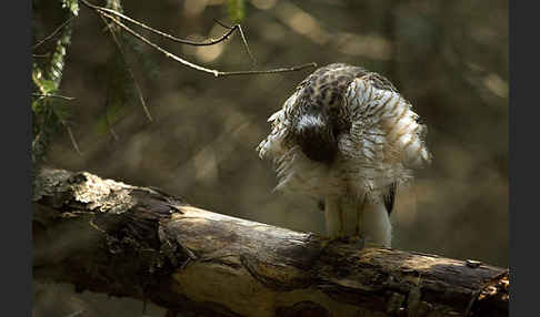 Sperber (Accipiter nisus)