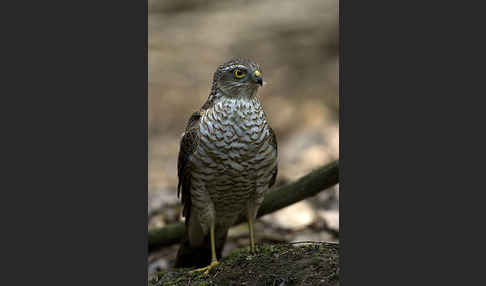 Sperber (Accipiter nisus)