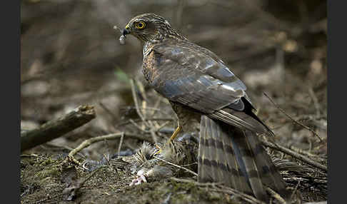 Sperber (Accipiter nisus)