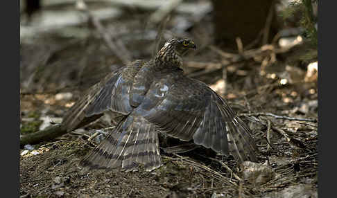 Sperber (Accipiter nisus)