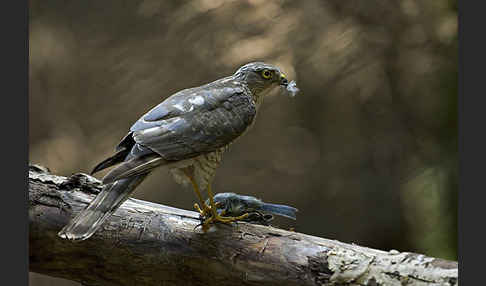 Sperber (Accipiter nisus)