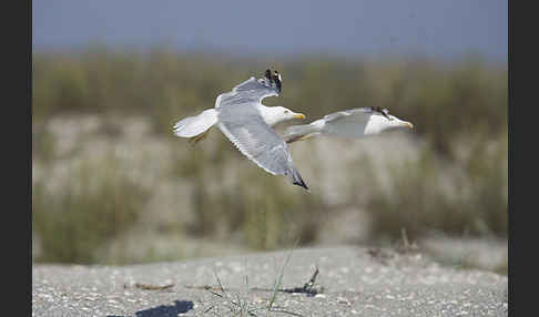 Steppenmöwe (Larus cachinnans)