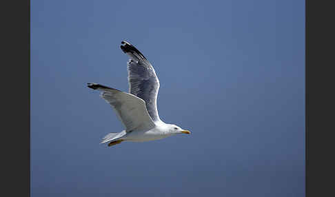 Steppenmöwe (Larus cachinnans)