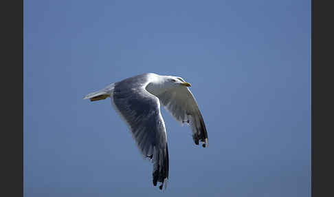 Steppenmöwe (Larus cachinnans)