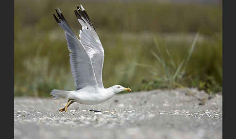 Steppenmöwe (Larus cachinnans)