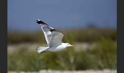 Steppenmöwe (Larus cachinnans)