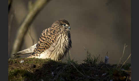 Turmfalke (Falco tinnunculus)