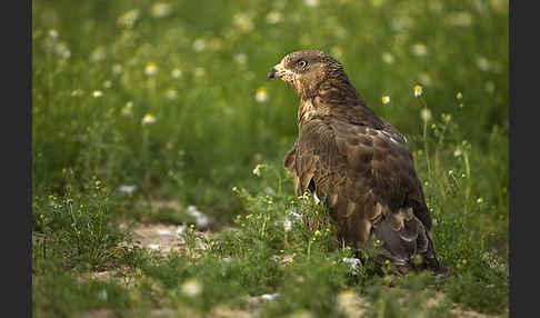 Wespenbussard (Pernis apivorus)