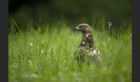 Wespenbussard (Pernis apivorus)