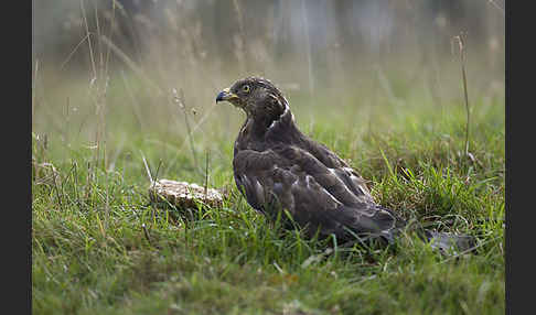 Wespenbussard (Pernis apivorus)