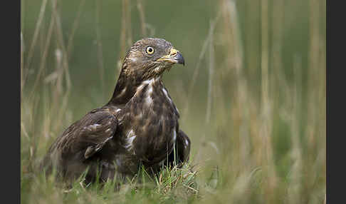 Wespenbussard (Pernis apivorus)