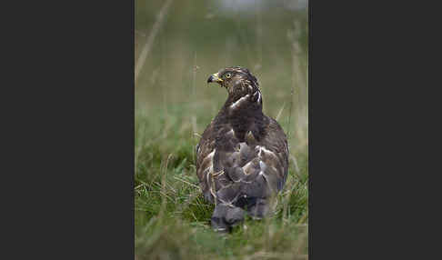 Wespenbussard (Pernis apivorus)