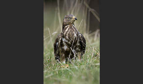 Wespenbussard (Pernis apivorus)