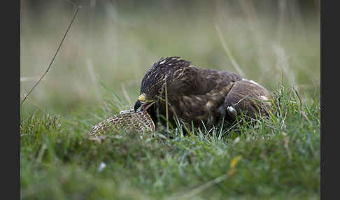 Wespenbussard (Pernis apivorus)