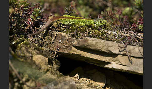 Zauneidechse (Lacerta agilis)