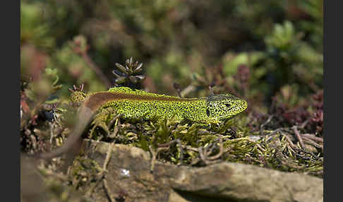 Zauneidechse (Lacerta agilis)