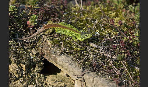 Zauneidechse (Lacerta agilis)