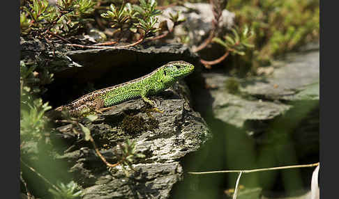 Zauneidechse (Lacerta agilis)