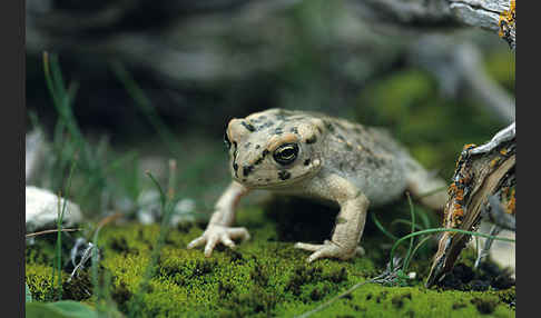 Wechselkröte (Bufotes viridis)