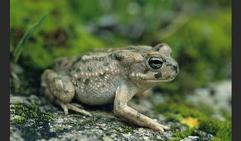 Wechselkröte (Bufotes viridis)