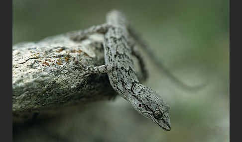 Aegaeischer Nacktfingergecko (Cyrtodactylus kotschyi)