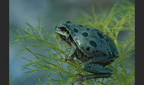 Kleinasiatischer Laubfrosch (Hyla savignyi)