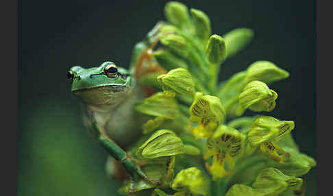 Kleinasiatischer Laubfrosch (Hyla savignyi)