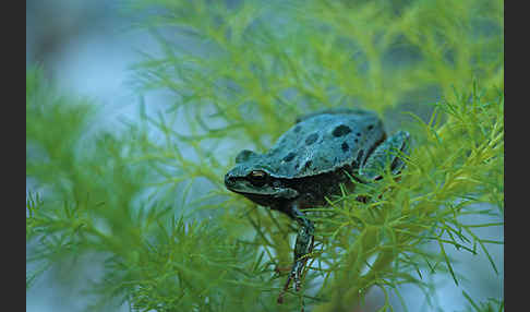 Kleinasiatischer Laubfrosch (Hyla savignyi)