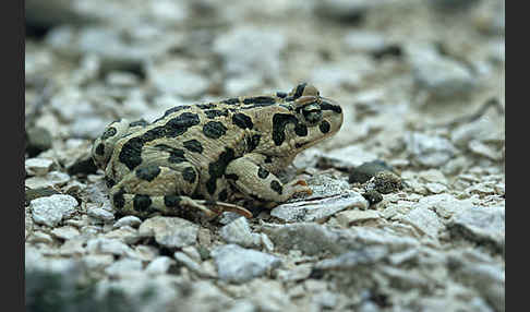 Wechselkröte (Bufotes viridis)