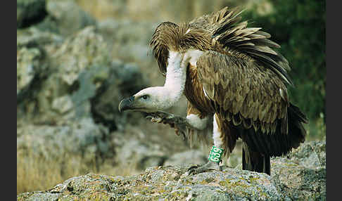 Gänsegeier (Gyps fulvus)