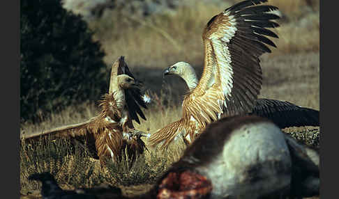 Gänsegeier (Gyps fulvus)