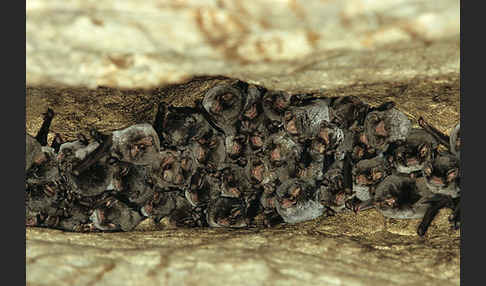 Langflügelfledermaus (Miniopterus schreibersi)