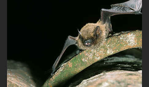 Weißrandfledermaus (Pipistrellus kuhli)