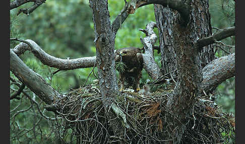 Schreiadler (Aquila pomarina)