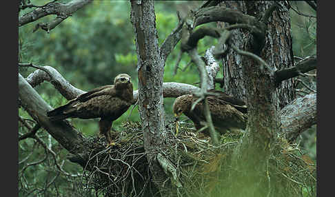 Schreiadler (Aquila pomarina)