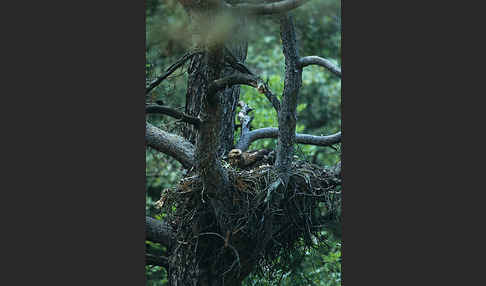 Schreiadler (Aquila pomarina)