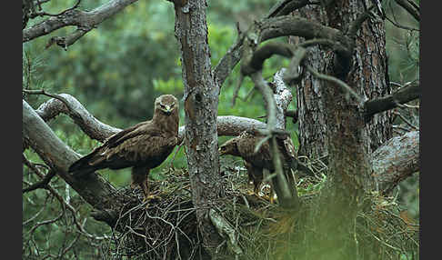 Schreiadler (Aquila pomarina)