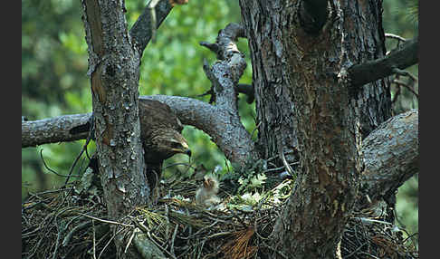 Schreiadler (Aquila pomarina)