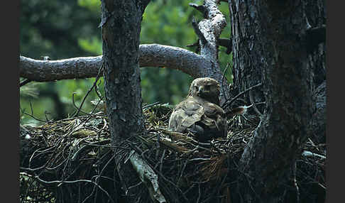 Schreiadler (Aquila pomarina)