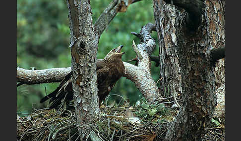 Schreiadler (Aquila pomarina)