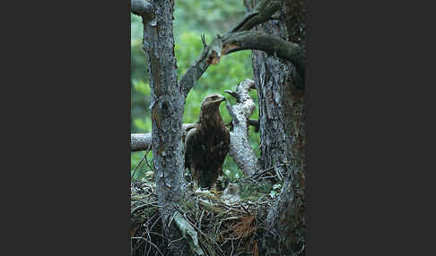 Schreiadler (Aquila pomarina)