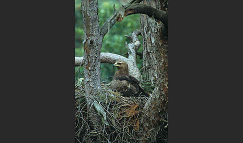 Schreiadler (Aquila pomarina)