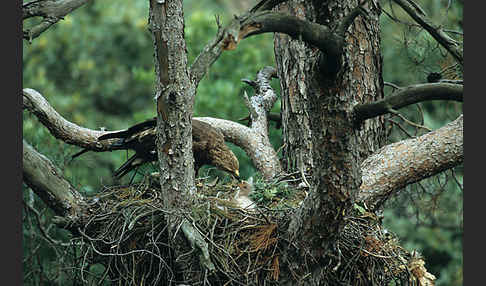 Schreiadler (Aquila pomarina)