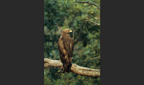 Schreiadler (Aquila pomarina)