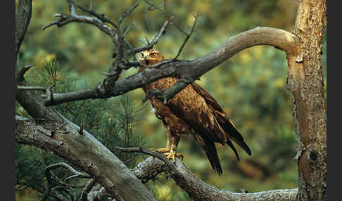 Schreiadler (Aquila pomarina)