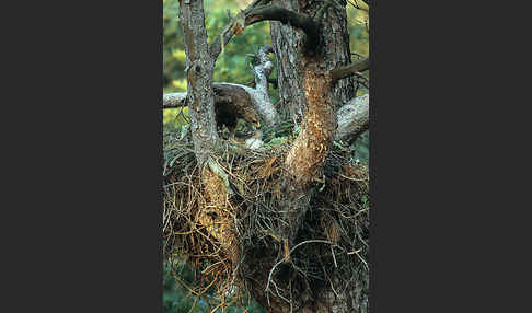 Schreiadler (Aquila pomarina)