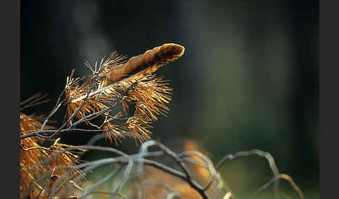 Schreiadler (Aquila pomarina)