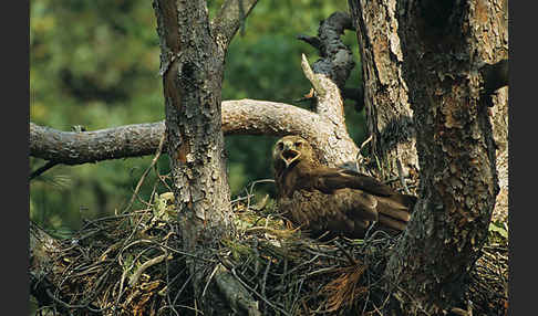 Schreiadler (Aquila pomarina)