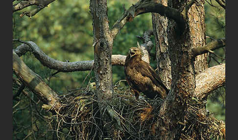 Schreiadler (Aquila pomarina)