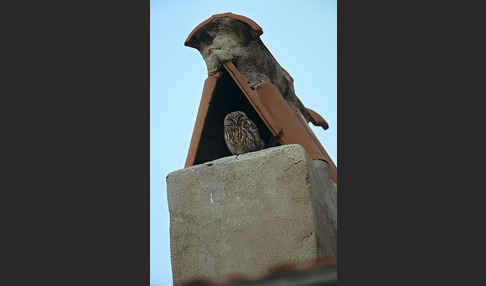 Steinkauz (Athene noctua)